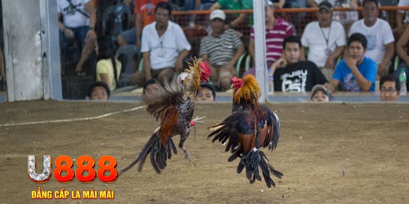 e2bet đăng nhập mậu binh khuyến mãi